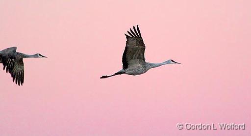 Sandhill Dawn Fly-out_73704.jpg - Sandhill Cranes (Grus canadensis) in flightPhotographed in the Bosque del Apache National Wildlife Refuge near San Antonio, New Mexico, USA.